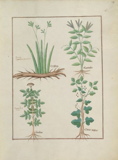 Xyris und Hahnenfuß oben, Gemeiner Holunder und Efeu unten, Illustration aus Das Buch der einfachen Heilmittel von Mattheaus Platearius von Robinet Testard